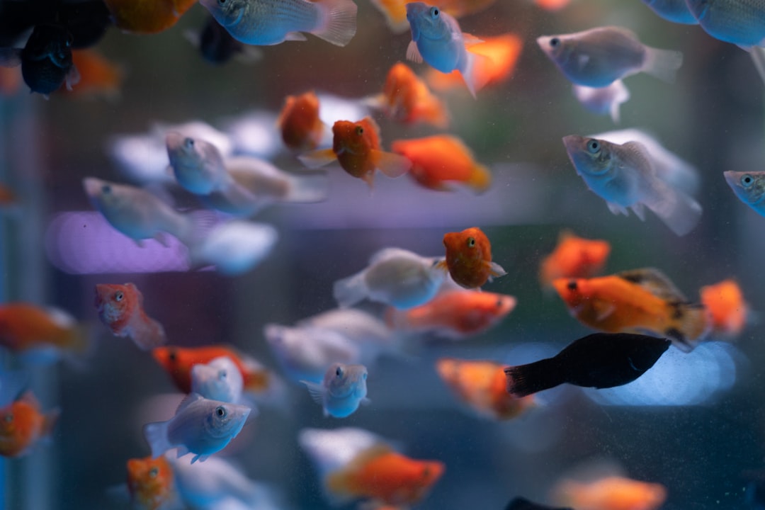Photo Aquarium fish
